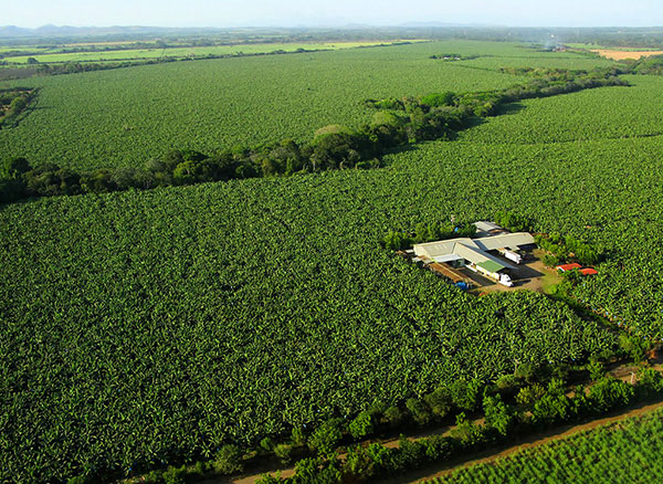 This aerial view shows the expanse of Ubilla’s 400-acre plantation, Coquimba, and its packing plant. Coquimba, which has been in his family for more than two centuries, is the only Fairtrade International-certified banana plantation in Nicaragua. 