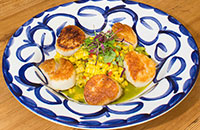 scallops at South Fork