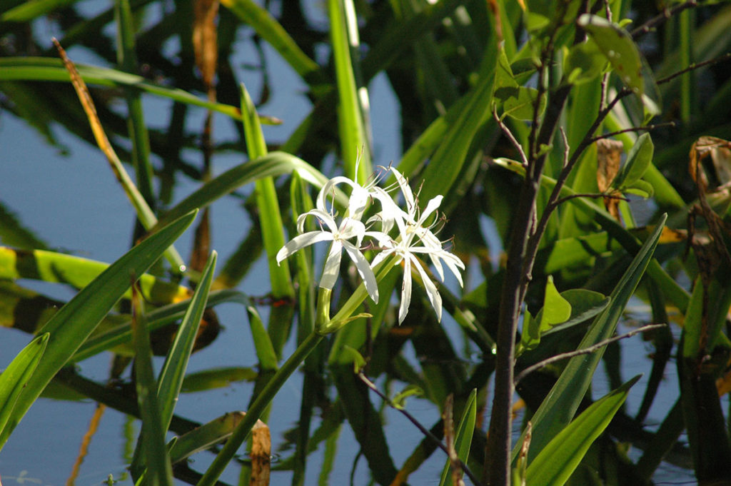 swamp lily
