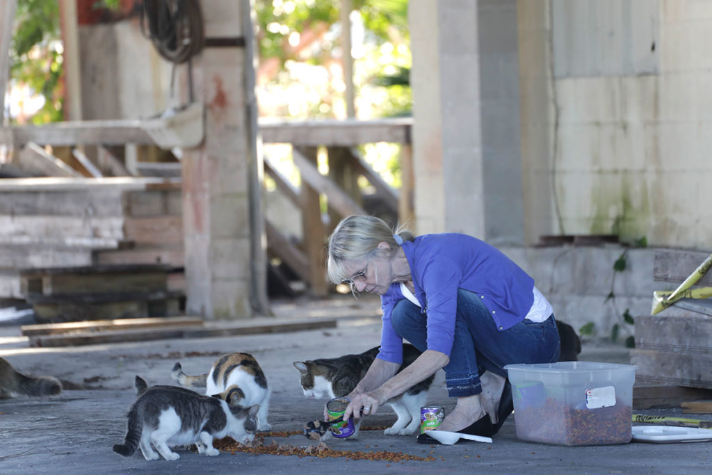 volunteer Barbara DuPont feeds healthy feral cats