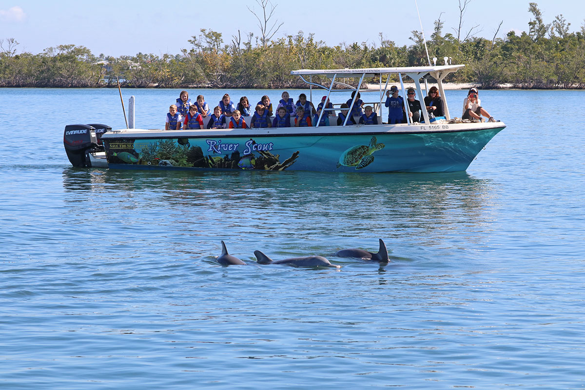 dolphins in the Indian River Lagoon