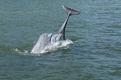 Dolphins are often seen in the Indian River Lagoon