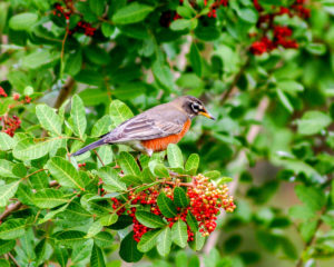A robin takes a break from snacking on the berries from a Brazilian peppertree