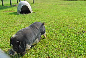 Miami, a Vietnamese potbelly pig