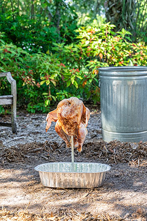 A brined and well-seasoned turkey is speared atop a stake stuck into the ground before being covered with a trash can and cooked.