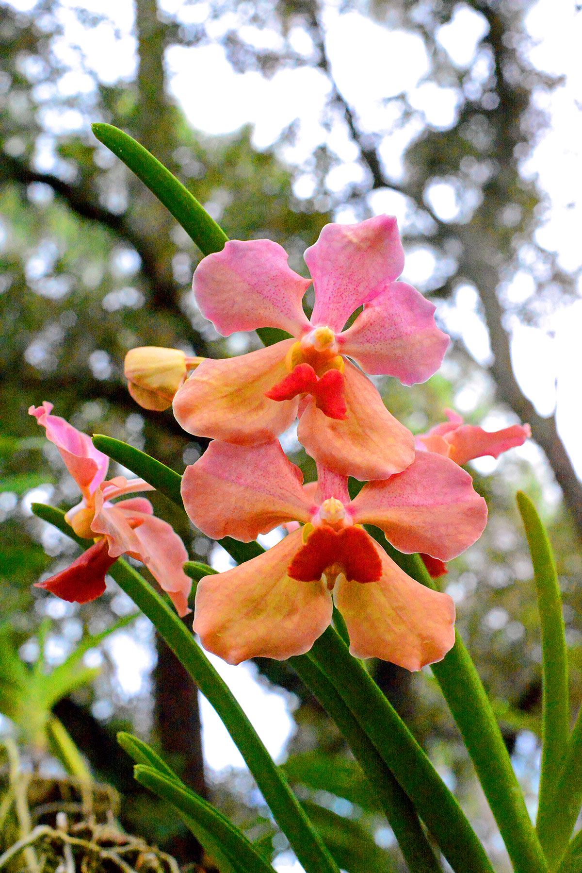 Read more about the article Orchid Society in bloom for nearly four decades