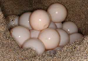 eggs laid by a loggerhead sea turtle