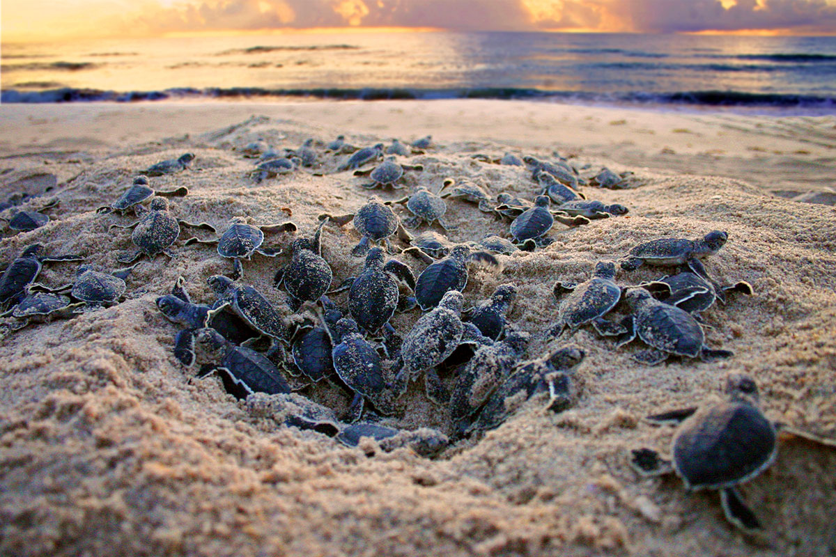 Boil of green sea turtle hatchlings