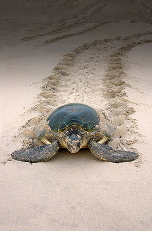 green sea turtle leaves distinctive tracks