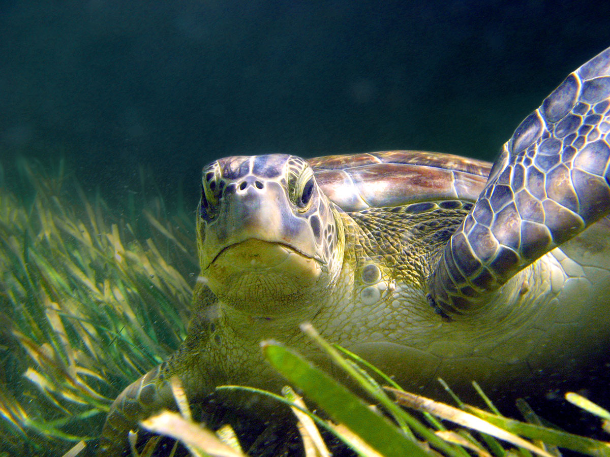 Mature green sea turtle