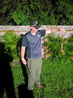 Florida may be home to 46 species of snakes