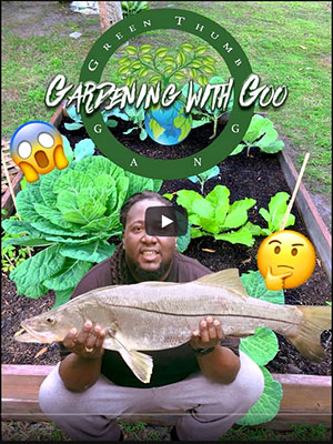 instructional video on using all of the scraps from fish as fertilizer