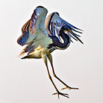 A tricolored heron