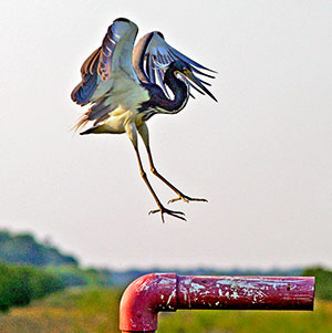 A tricolored heron
