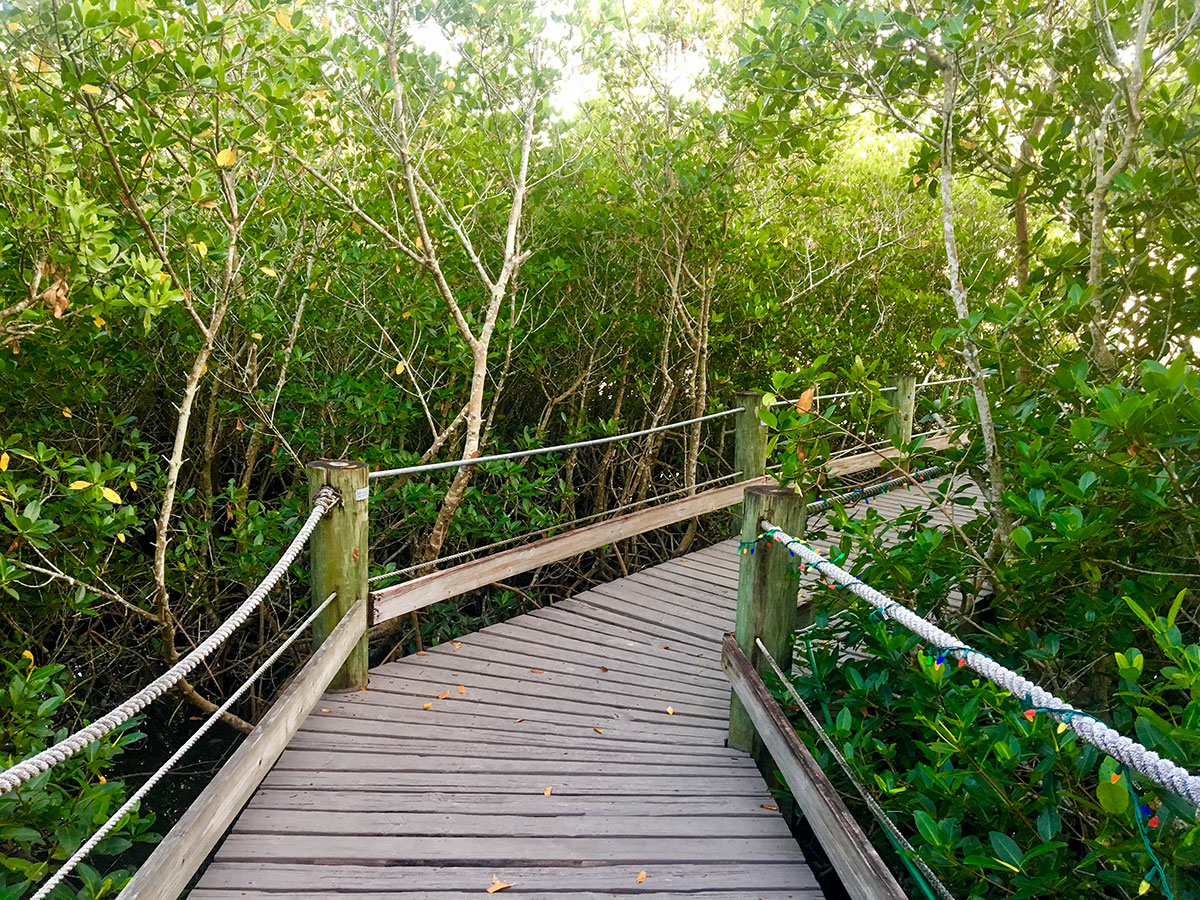 extensive network of boardwalks through mangroves