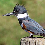 A belted kingfisher watches over the water for small fish while sitting on a fence post