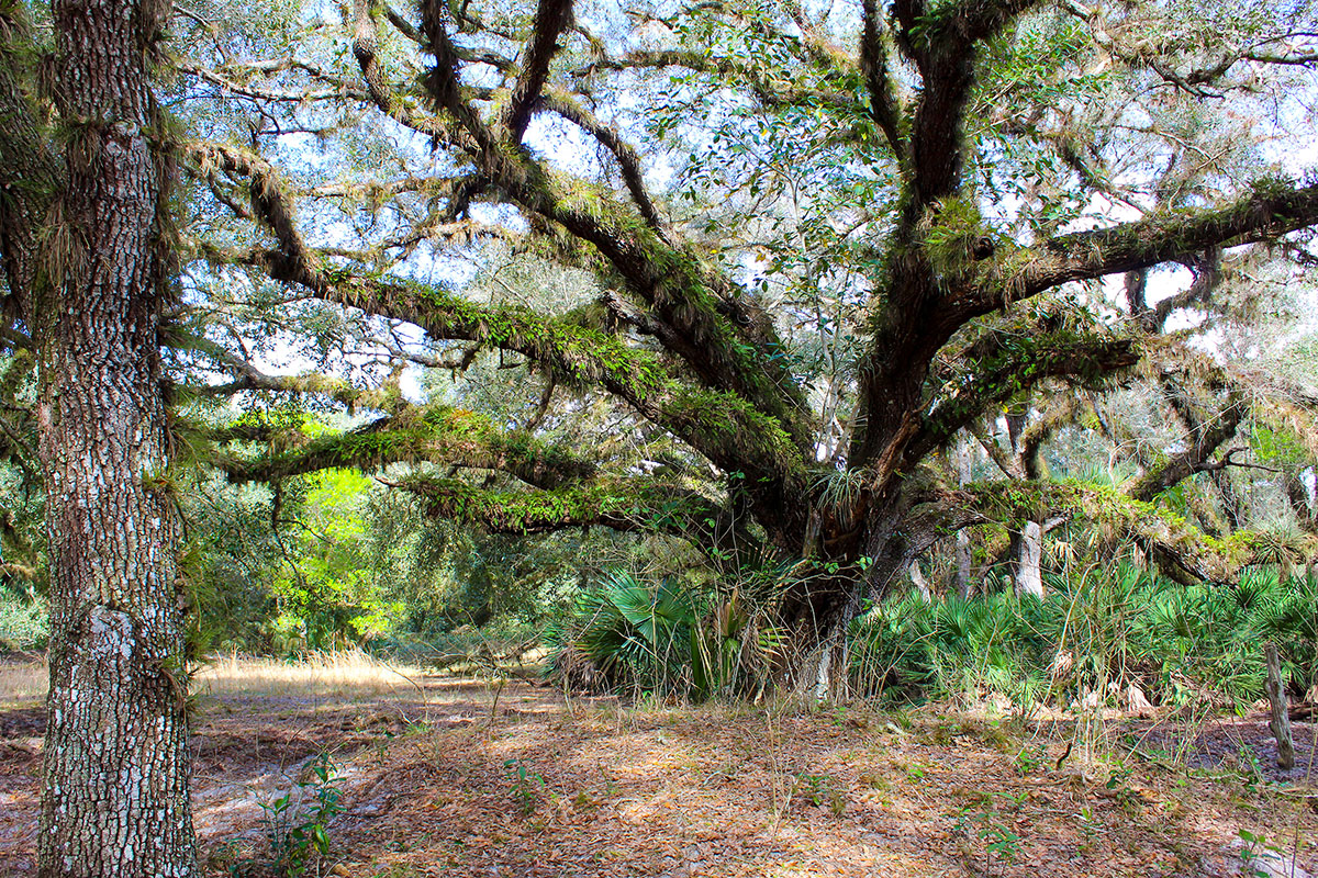An ancient oak covered with resurrection ferns