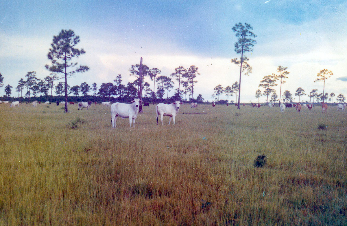 Cow Creek Ranch as it appeared around 1960