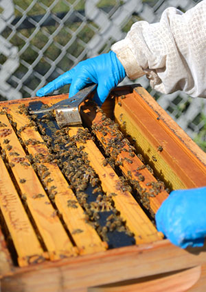raw, locally harvested honey 