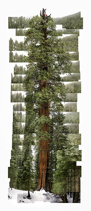 Giant Sequoia [Stagg]