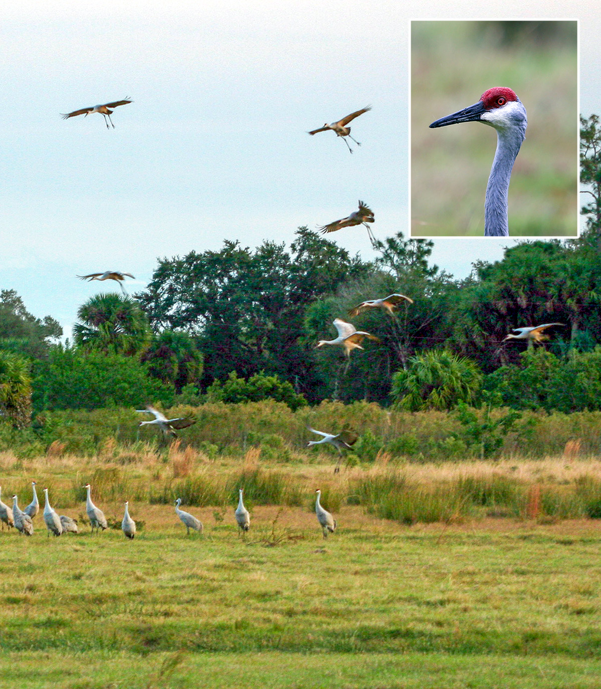 Sandhill Cranes flying