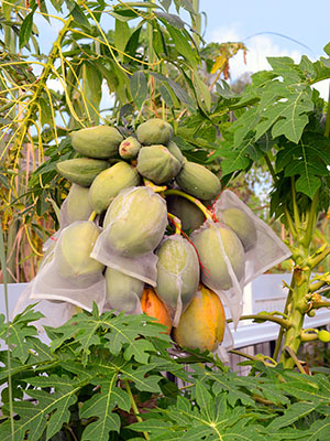 Bellezza has transformed his yard into a certified nursery that contains hundreds of varieties of tropical fruit and vegetables including papaya.