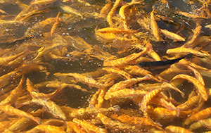 Some trout at Tellico are raised to achieve an orangish color.