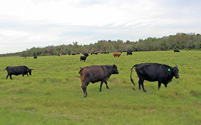 Travis Larson raises mostly Brangus cattle at his ranch.