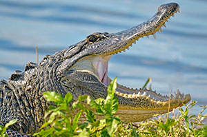 gator with a toothy wide-open mouth