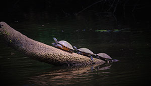 slider turtles on a log