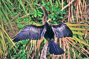 an anhinga drying its wings