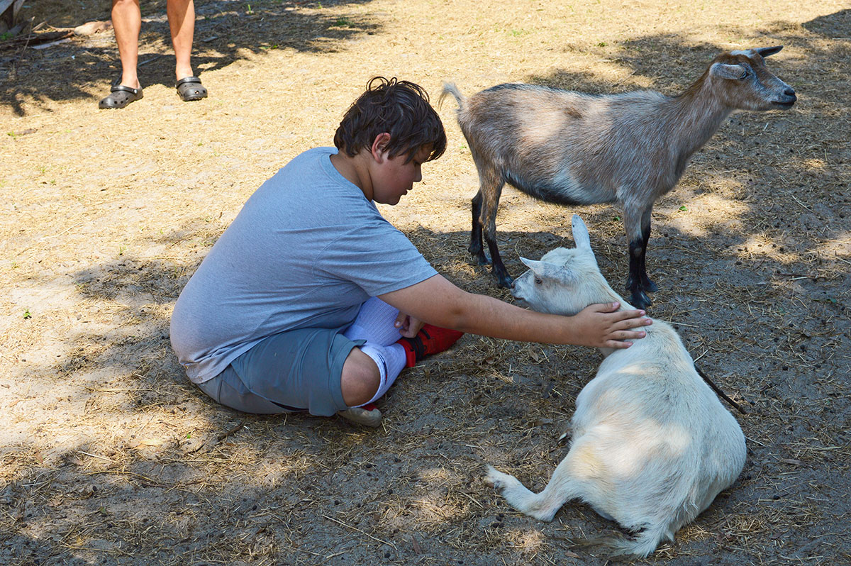 interacting with goats