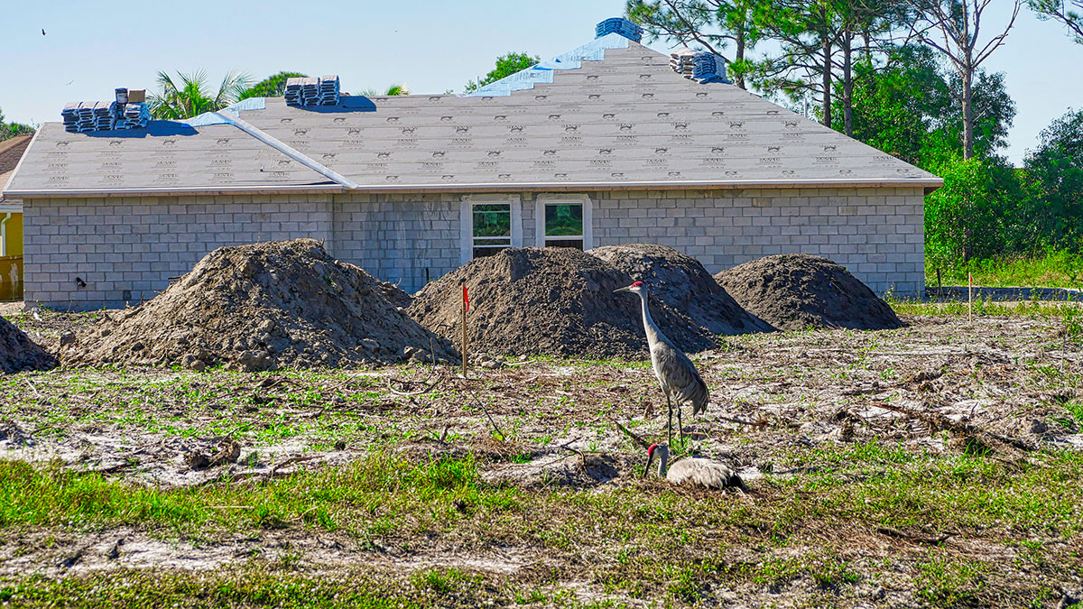 A sandhill crane inspects new construction in Port St. Lucie