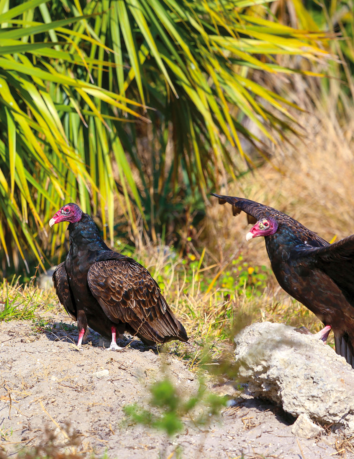 Turkey vultures enjoy the sun while patiently waiting for their turn to eat.