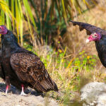 Turkey vultures enjoy the sun while patiently waiting for their turn to eat.