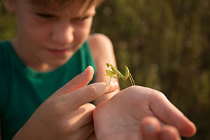 Child holding a mantis