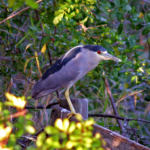 A black-crowned night heron sits on a fence