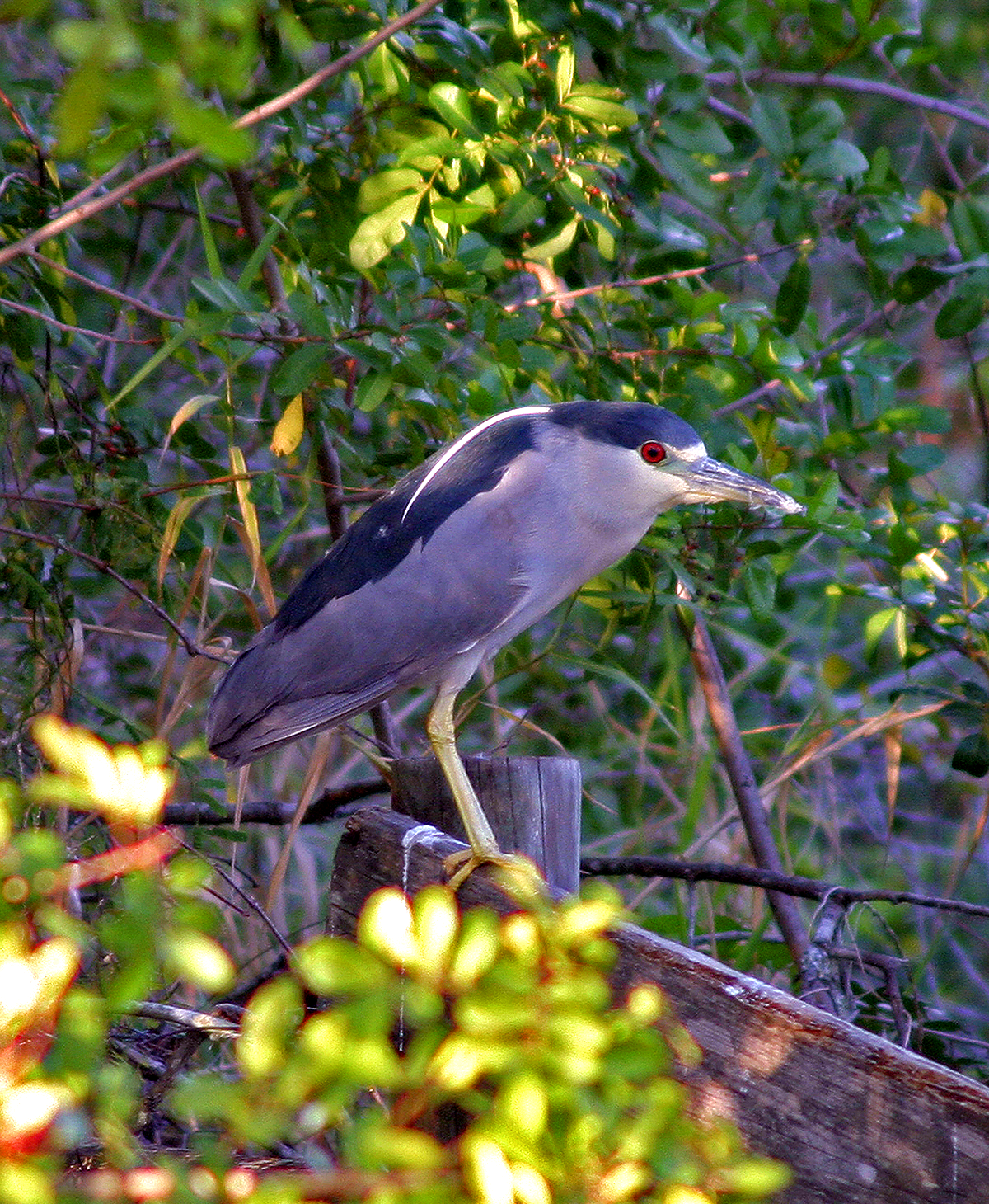 A black-crowned night heron sits on a fence 
