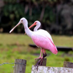 A roseate spoonbill and an American white ibis sit on a fence post overlooking shadowy water in a canal.