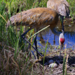 Sandhill cranes with their eggs