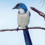Florida scrub jay