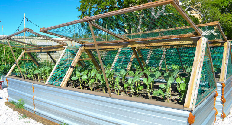 Read more about the article Grow forth