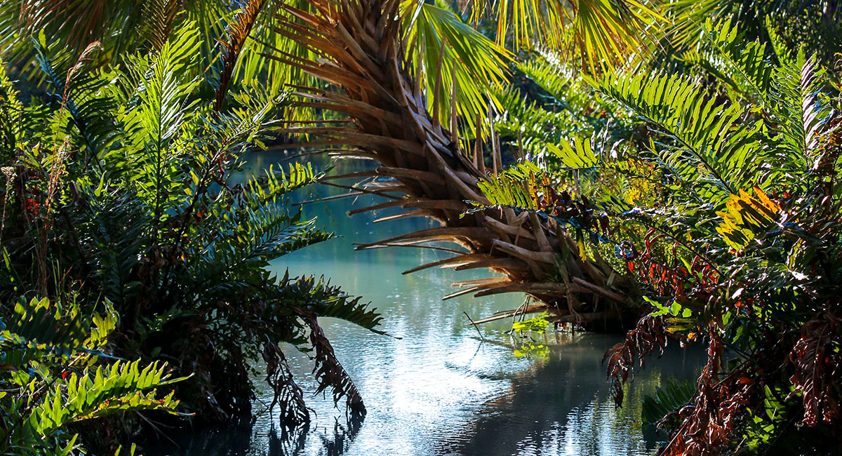 Read more about the article BACK COUNTRY BY ROBERT ADAMS- Holiday 2025