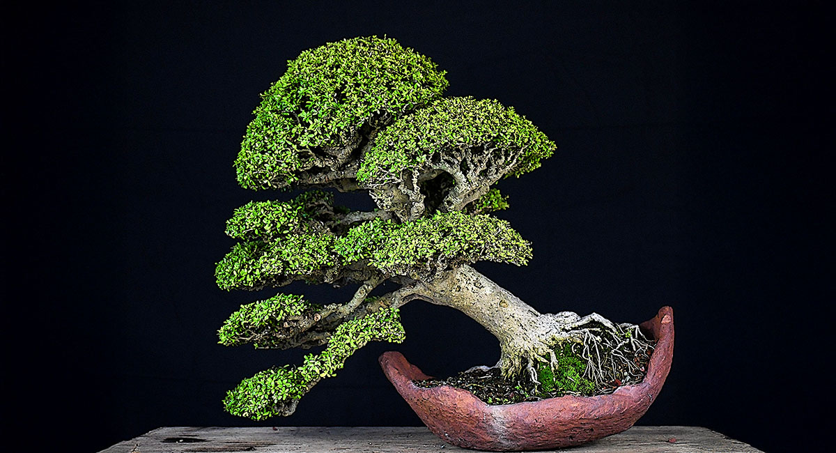 Read more about the article Treasure Coast jewel celebrates 40th anniversary