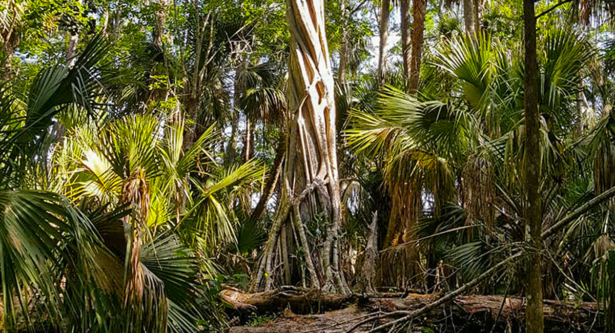 Read more about the article Back county by Robert Adams