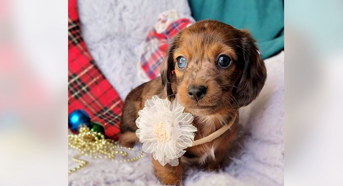 Read more about the article Buying a puppy vs. adoption: An honest conversation